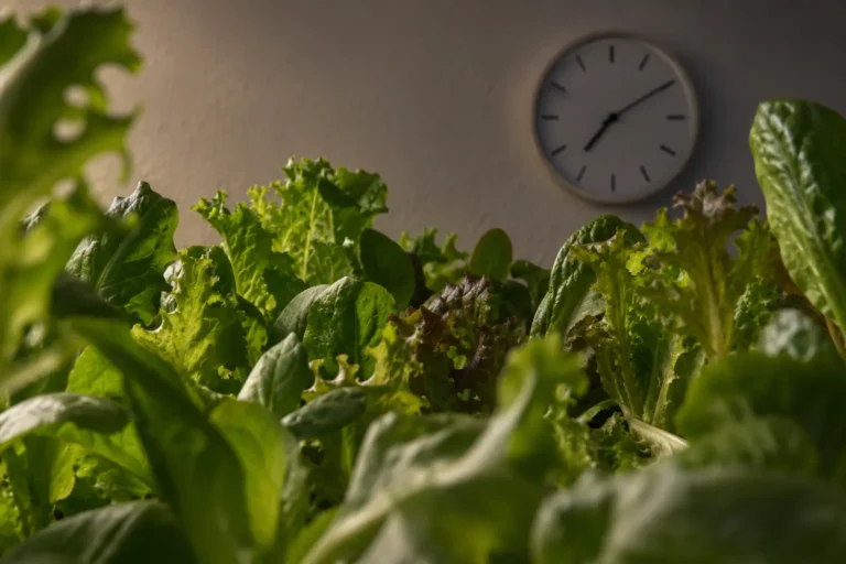 Fotoperíodo para folhosas em cultivo indoor representado por relógio e iluminação controlada