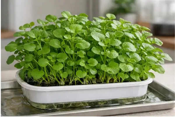 Folhas de agrião-d’água cultivadas em bandeja rasa com água junto às raízes