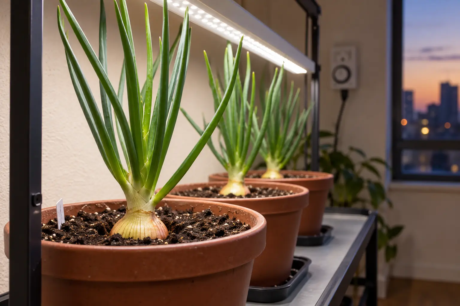 Cebolas com bulbos em formação sob LEDs e temporizador ao fundo para controle do fotoperíodo da cebola.